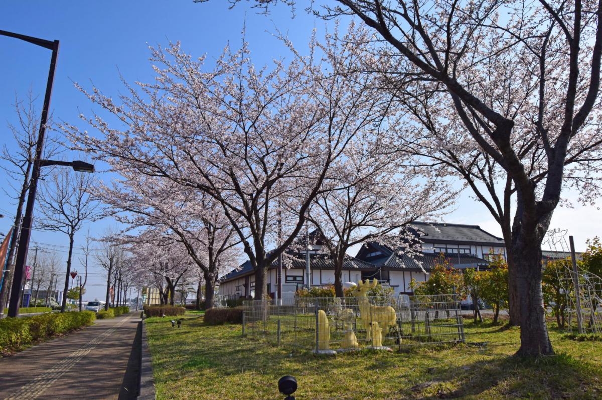 奥州市前沢アスティ商店会さくらのライトアップ 2019/04/19