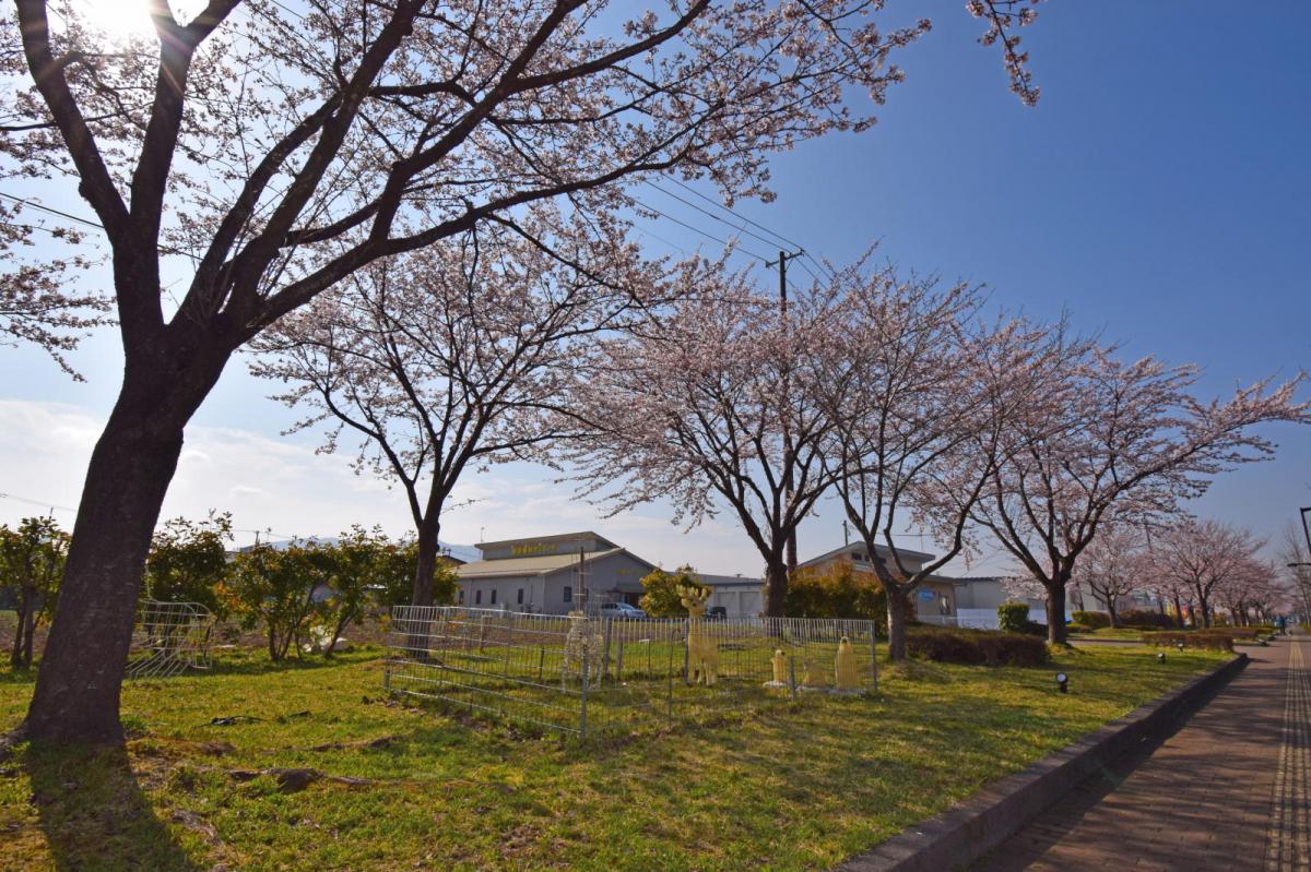 奥州市前沢アスティ商店会さくらのライトアップ 2019/04/19