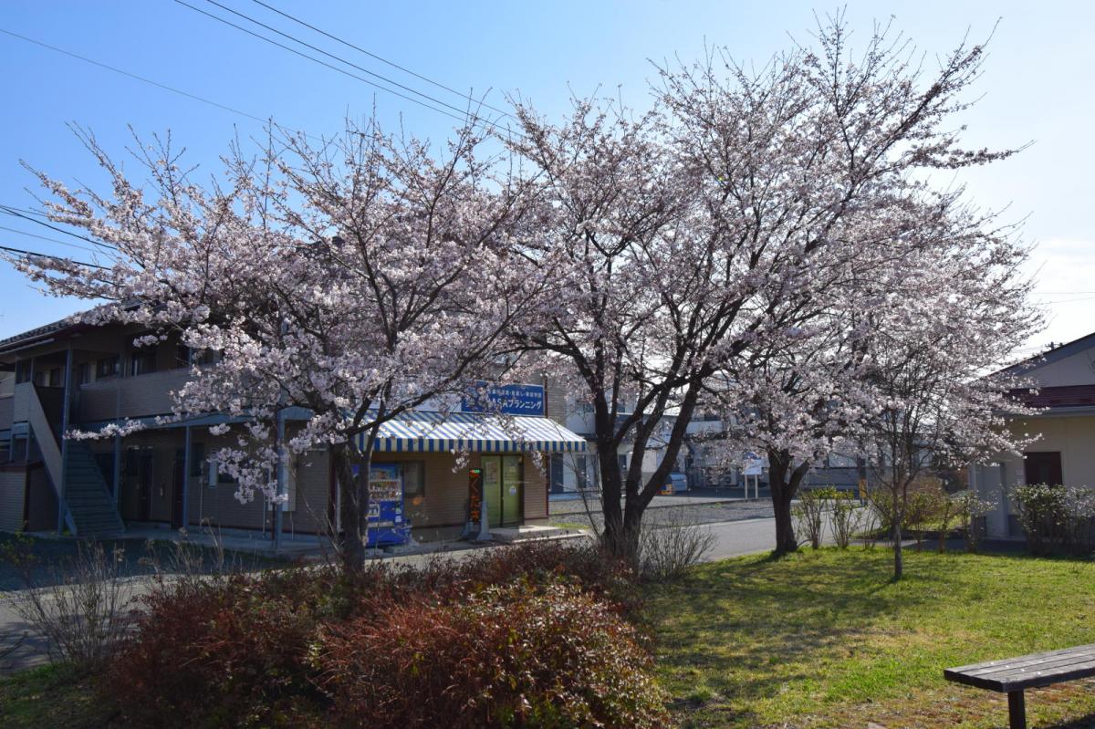 奥州市前沢アスティ商店会さくらのライトアップ 2019/04/19