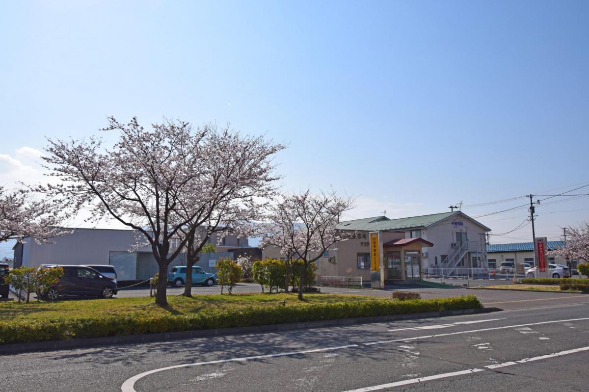 奥州市前沢アスティ商店会さくらのライトアップ 2019/04/19