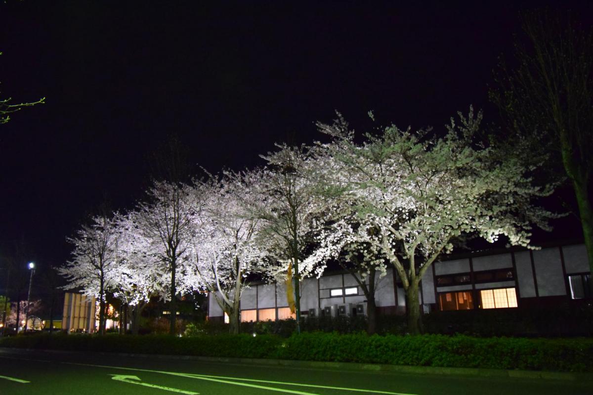 奥州市前沢アスティ商店会さくらのライトアップ 2019/04/19