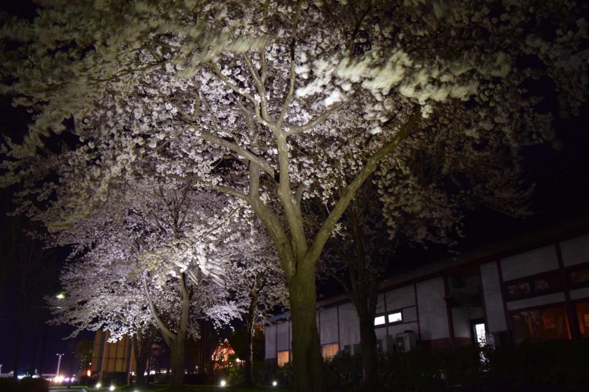 奥州市前沢アスティ商店会さくらのライトアップ 2019/04/19