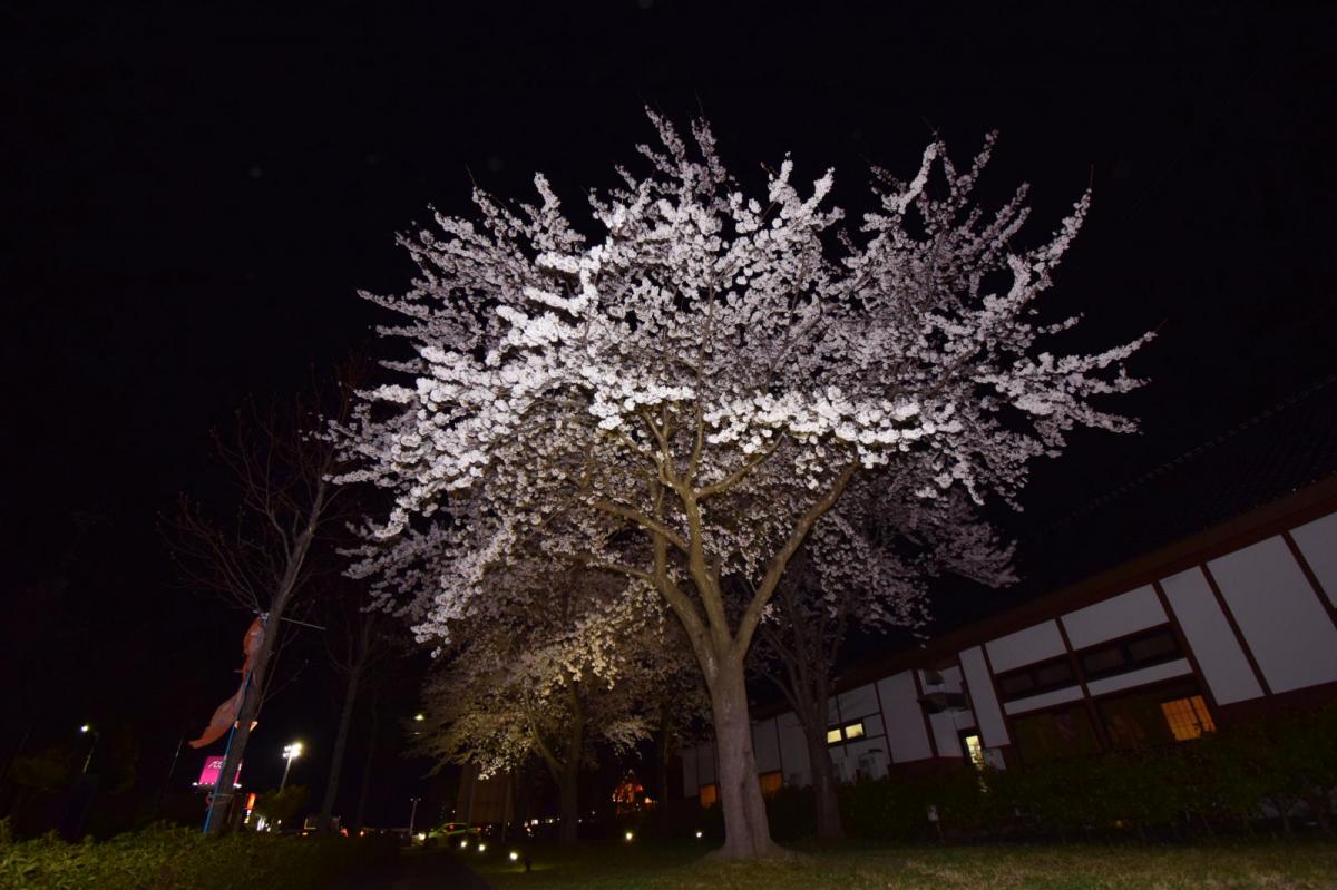 奥州市前沢アスティ商店会さくらのライトアップ 2019/04/19