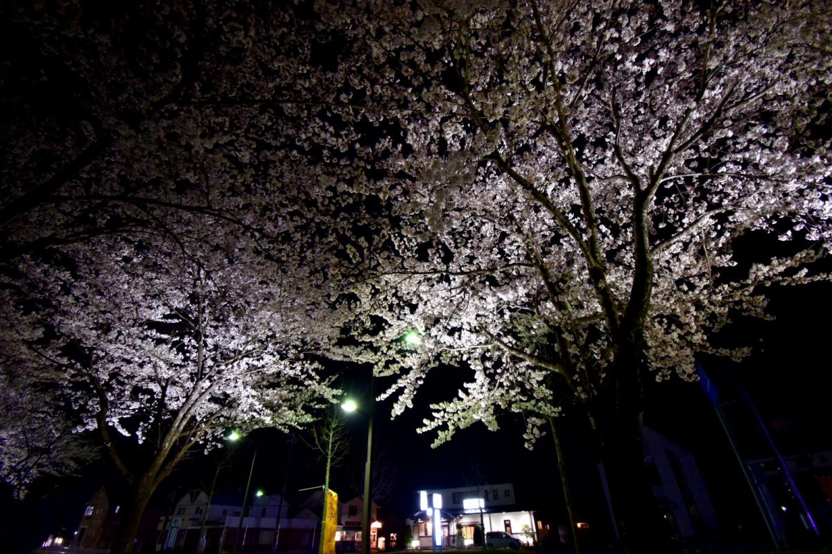 奥州市前沢アスティ商店会さくらのライトアップ 2019/04/19