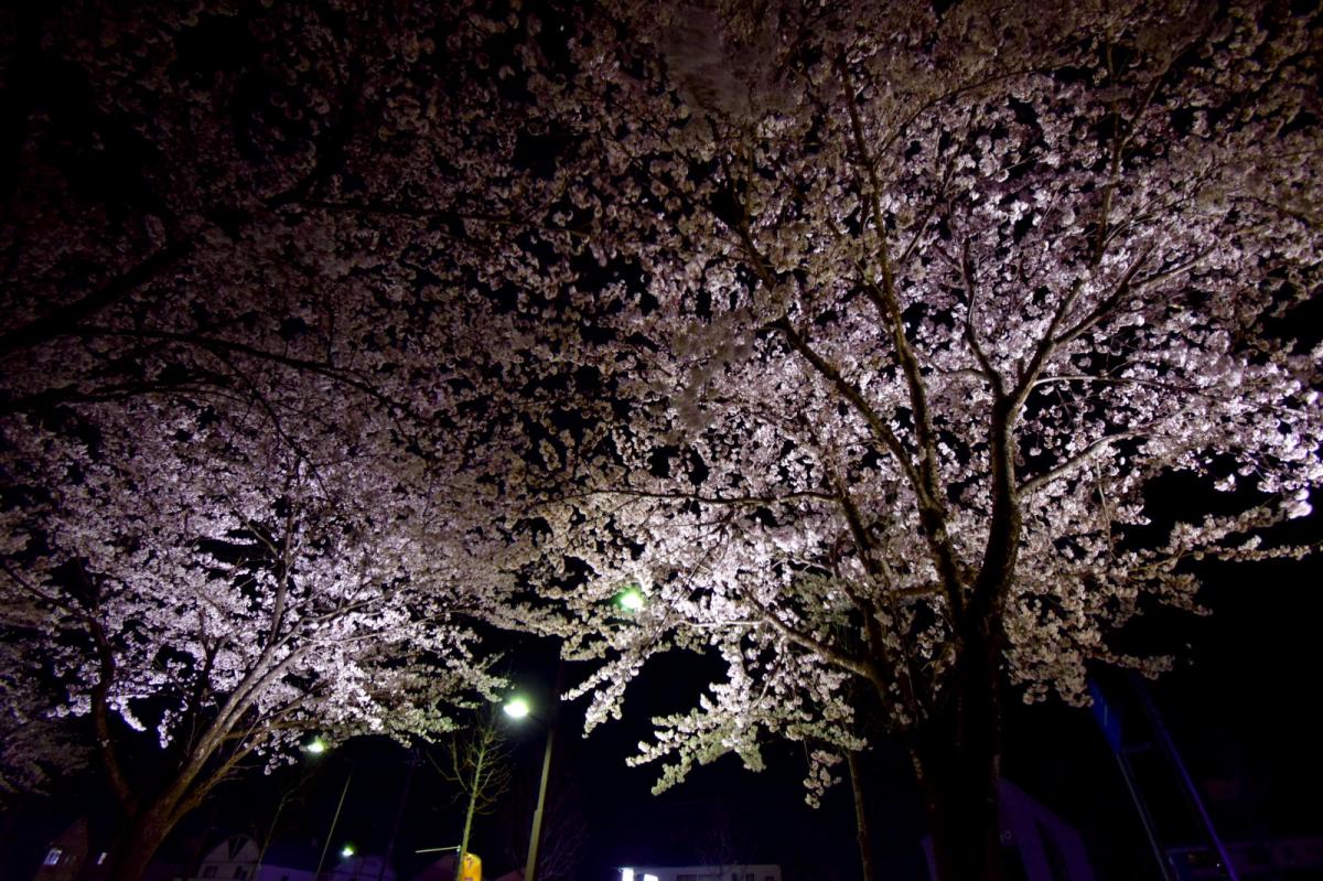 奥州市前沢アスティ商店会さくらのライトアップ 2019/04/19
