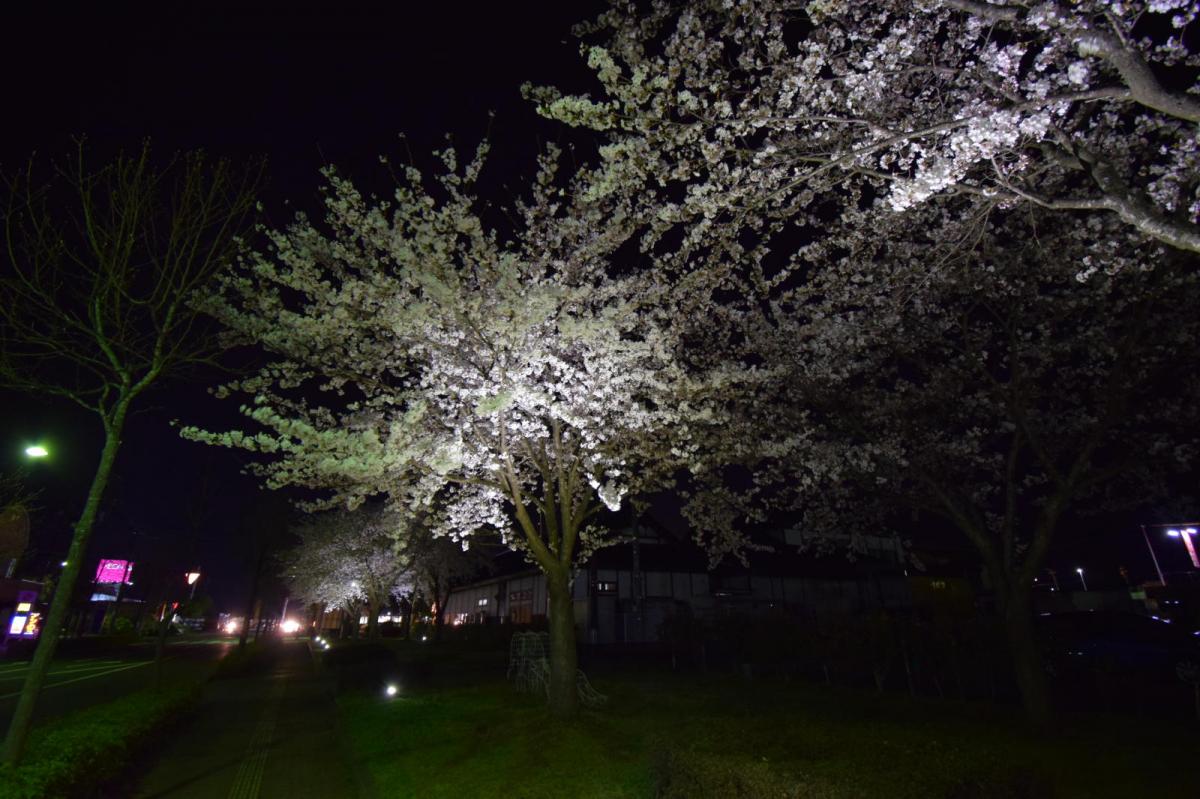 奥州市前沢アスティ商店会さくらのライトアップ 2019/04/19