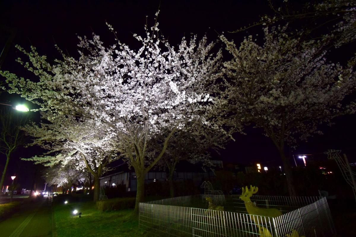 奥州市前沢アスティ商店会さくらのライトアップ 2019/04/19