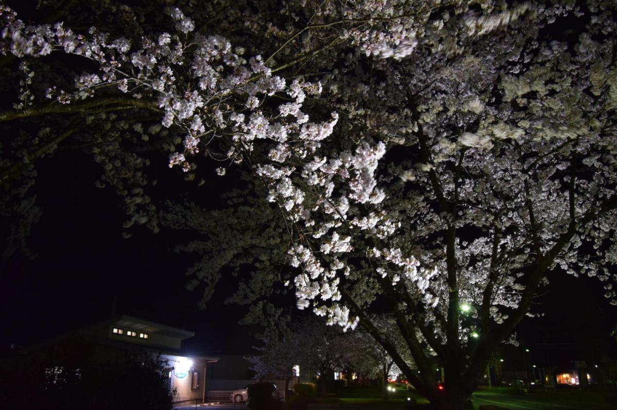 奥州市前沢アスティ商店会さくらのライトアップ 2019/04/19
