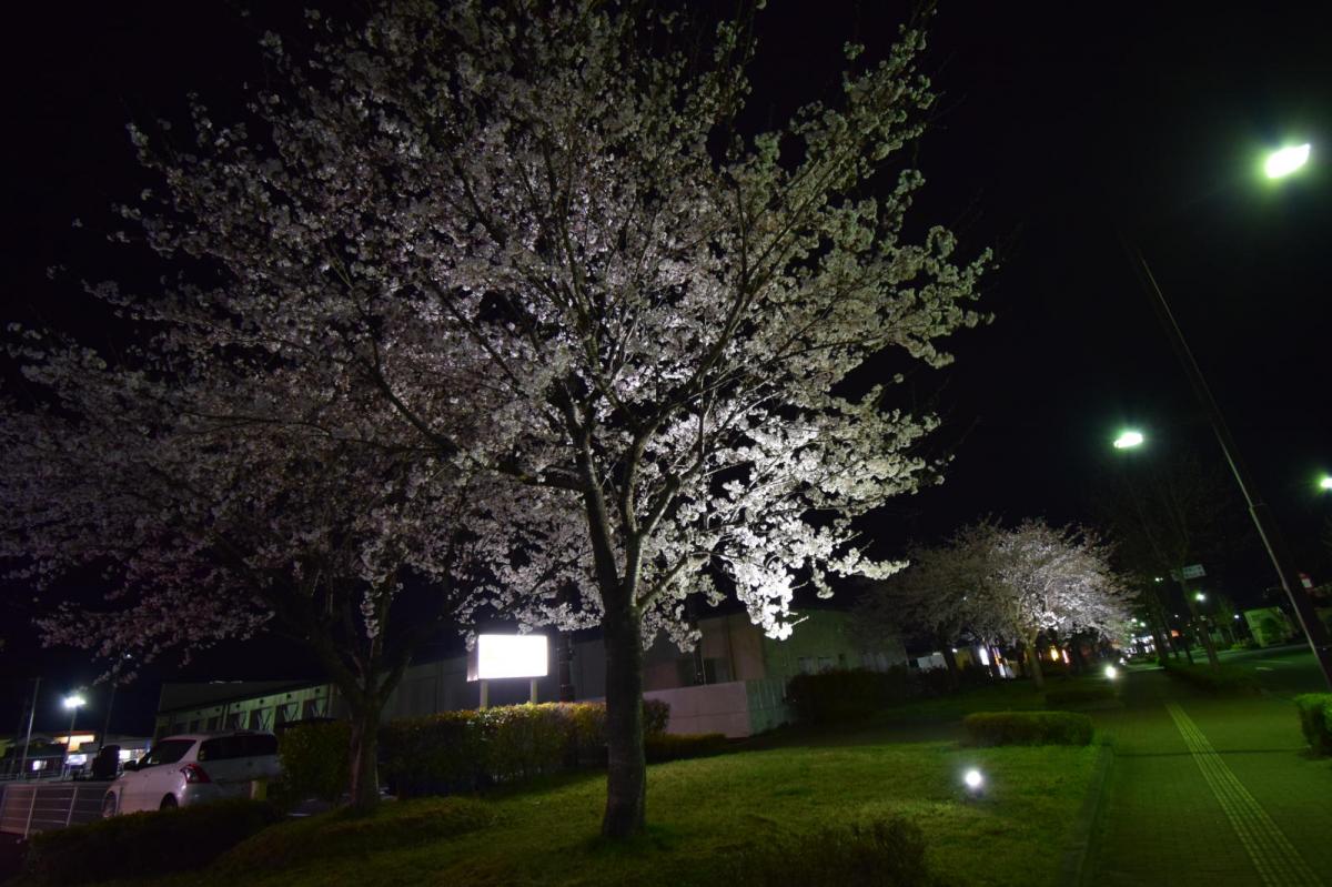 奥州市前沢アスティ商店会さくらのライトアップ 2019/04/19