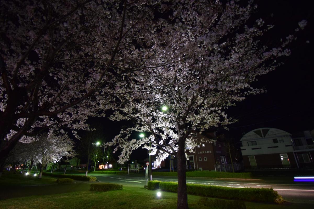 奥州市前沢アスティ商店会さくらのライトアップ 2019/04/19