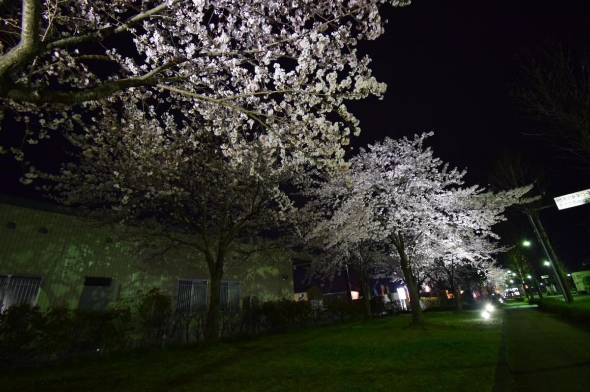 奥州市前沢アスティ商店会さくらのライトアップ 2019/04/19