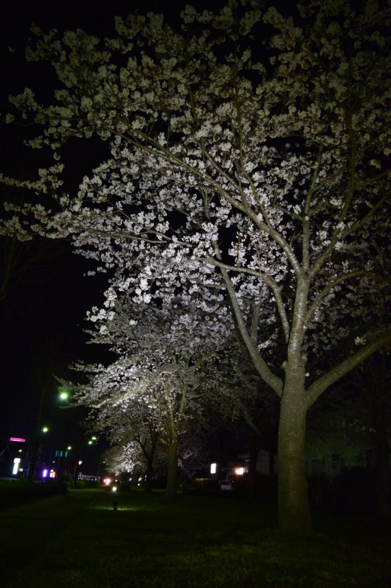 奥州市前沢アスティ商店会さくらのライトアップ 2019/04/19