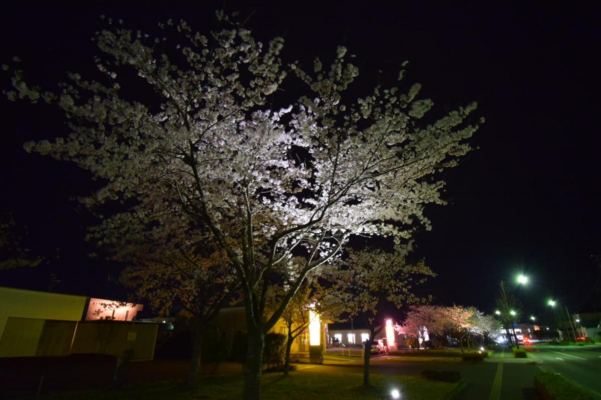 奥州市前沢アスティ商店会さくらのライトアップ 2019/04/19