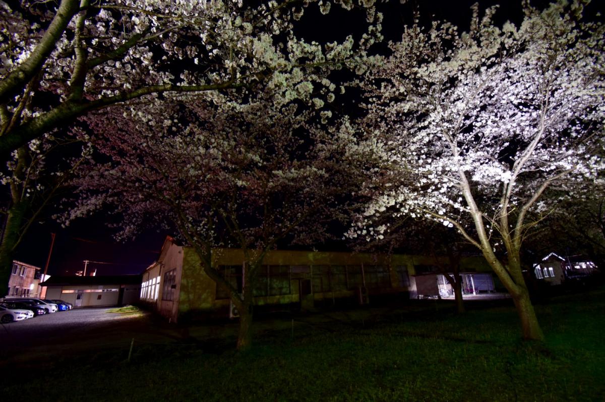 奥州市前沢アスティ商店会さくらのライトアップ 2019/04/19