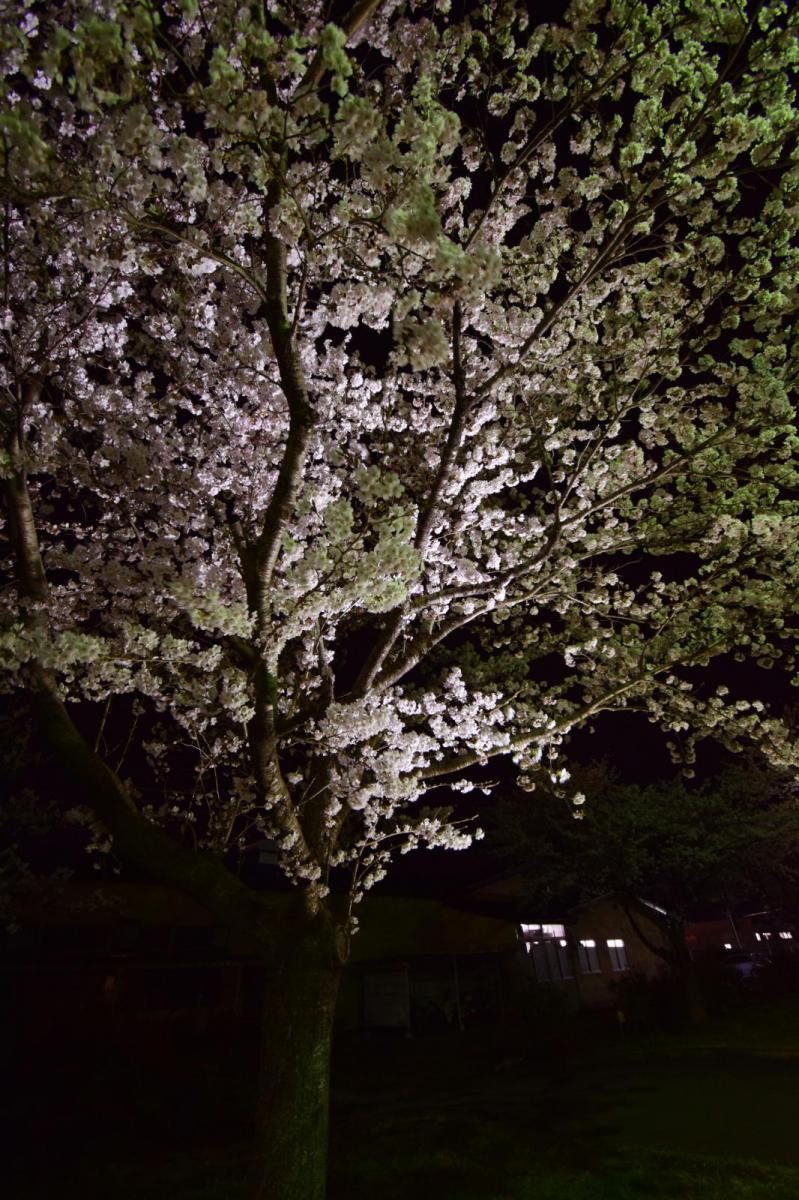 奥州市前沢アスティ商店会さくらのライトアップ 2019/04/19