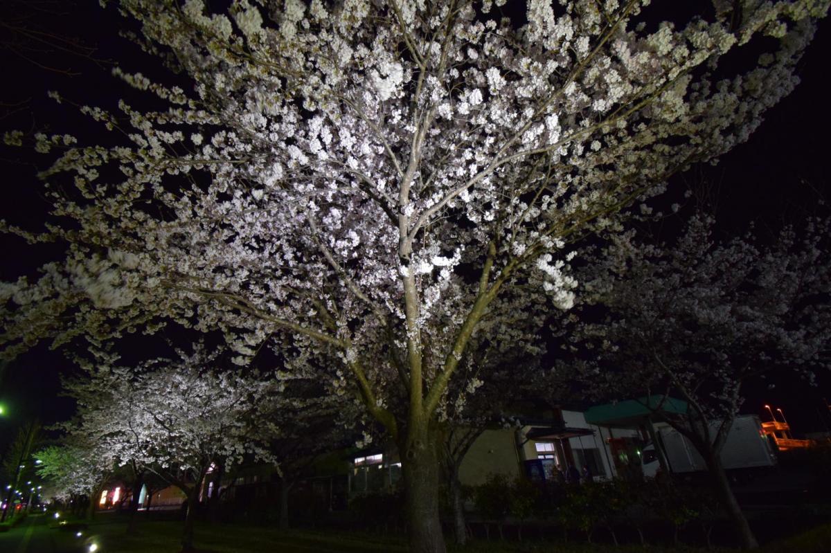 奥州市前沢アスティ商店会さくらのライトアップ 2019/04/19