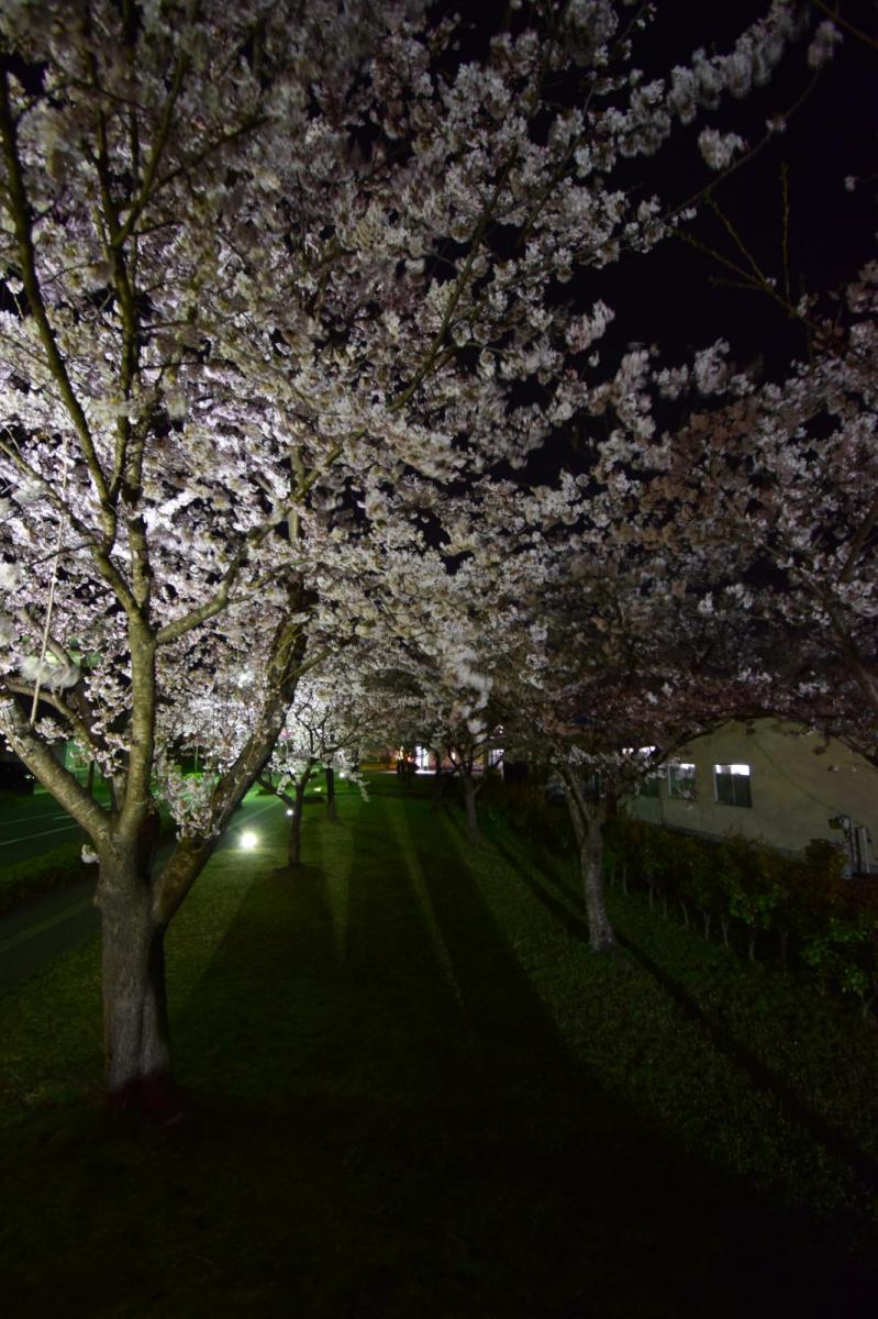 奥州市前沢アスティ商店会さくらのライトアップ 2019/04/19