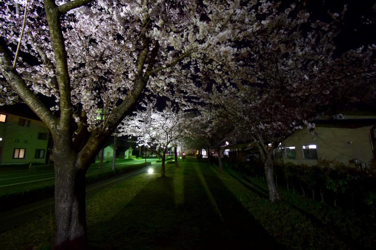 奥州市前沢アスティ商店会さくらのライトアップ 2019/04/19