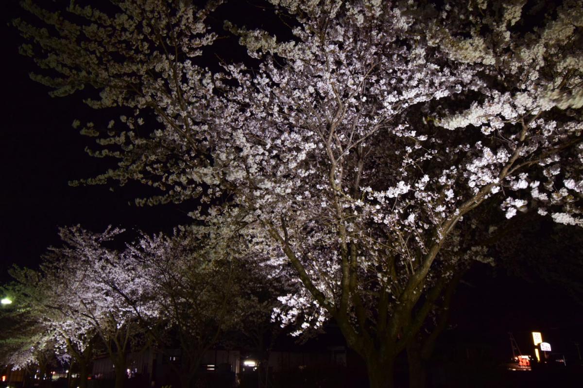 奥州市前沢アスティ商店会さくらのライトアップ 2019/04/19