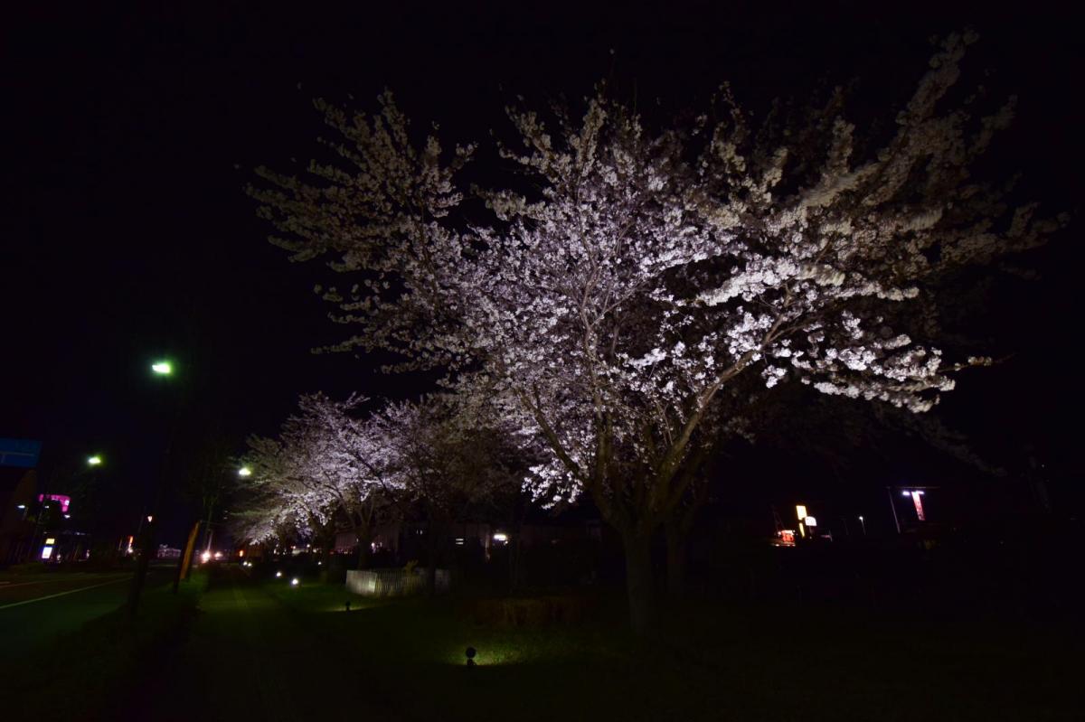 奥州市前沢アスティ商店会さくらのライトアップ 2019/04/19