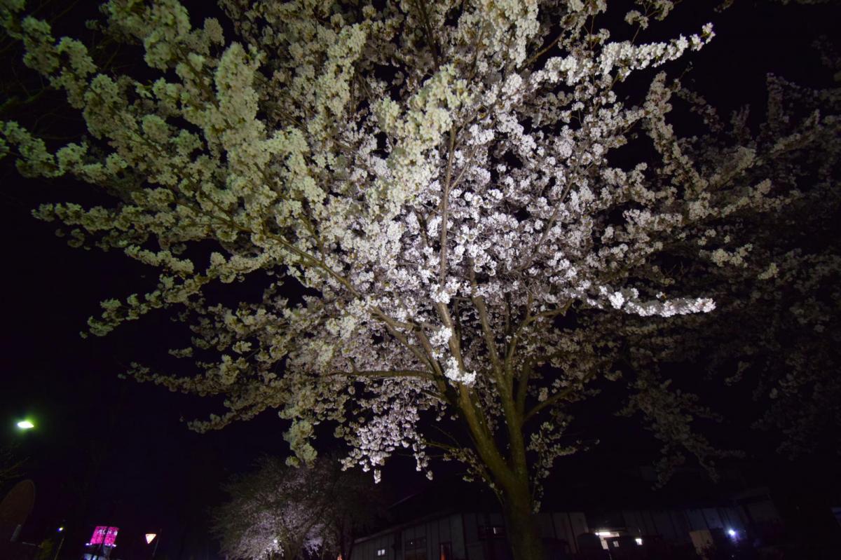 奥州市前沢アスティ商店会さくらのライトアップ 2019/04/19