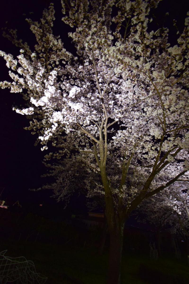 奥州市前沢アスティ商店会さくらのライトアップ 2019/04/19